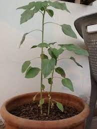 We did not find results for: Sunflower Should I Remove Yellowing Lower Leaves On My Sunflower Plant