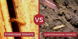 Just like the other termites, they have antennae when the drywood termites mature up, they are about 3/8 inches in length. Differences Between Termites What Types Are There Pest Strategies