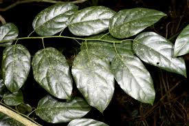 Image result for Tiliacora funifera