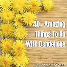 40 Amazing Things To Do With Dandelions Herbalism Herbs Dandelion