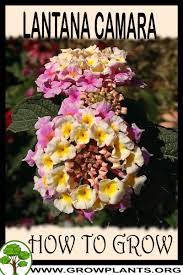 How To Grow Lantana Camara Lantana Plant Plant Sale Lantana
