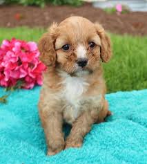 Maybe you would like to learn more about one of these? Cavapoo Puppies For Sale Adopt Your Puppy Today Infinity Pups