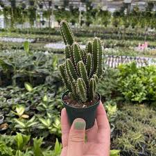 Image result for Coleus tetragonus