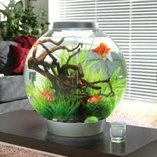 Love The Biorb Biorb Fish Tank Fresh Water Fish Tank Fish Tank