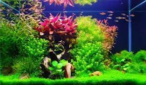 Pin Em Planted Aquarium