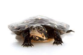 See more ideas about turtles for sale, aquatic turtles, baby turtles for sale. Spotted Turtle For Sale Reptiles For Sale