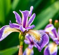 Iris | Description, Species, & Facts | Britannica