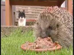 Overweight Hedgehog Parry Gripp Funny Songs Cute Animals Kids Songs