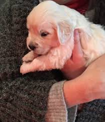 This is our 94 lb baby, Bear!