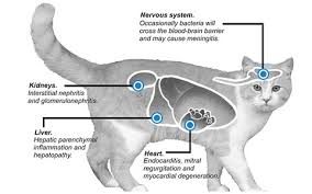 These conditions are caused by a buildup of plaque and tartar between the teeth and the gums. Common Cat Dental Problems In