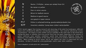 Image result for Oxygonum delagoense