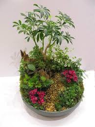 Avsa Avsc 2018 Designs Dish Garden Plant Decor Indoor Mini Garden