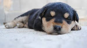 Just like human babies, puppies tend to get scared when left alone to sleep. How To Get Your Puppy To Sleep Through The Night Rover Com