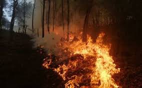 Una habitación del tercer piso ardió en llamas *un huésped intentó ponerse a salvo y cayó de una altura considerable, lesionándose de gravedad. Ya Fue Controlado El Incendio Forestal En Los Amoles El Occidental Noticias Locales Policiacas Sobre Mexico Guadalajara Y El Mundo