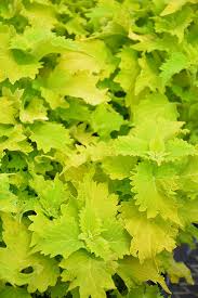 Image result for Coleus buchananii