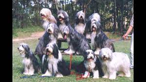 If your macho border collie loves running around the compound of your house, then you should take this opportunity to get a couple of great pictures of your running dog.some people prefer to have a long haired dog breed again some prefers. Bearded Collie Dog Breed Details Of Bearded Collie Dog Information Video Images News Bearded Collie Youtube