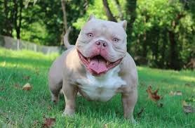 30.09.2020 · physically, pit bulls have a stocky, muscular build with thick necks and a wide head. Is Pocket Pitbull Good For First Time Owners 10 Facts You Need To Know
