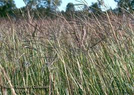 Image result for Bothriochloa insculpta