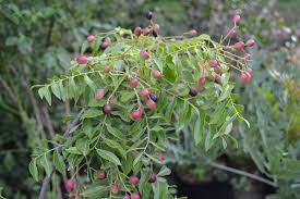 Image result for Clausena