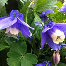 Image result for Aquilegia flabellata ministar