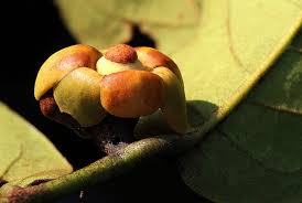 Image result for Uvaria angolensis