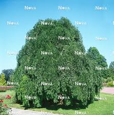 Image result for Styphnolobium