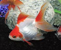 Ryukin Goldfish Fancy Goldfish Care Information And Pictures