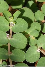 Image result for Euphorbia serpens