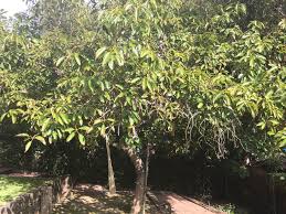 We did not find results for: So You Have An Avocado Tree And You Don T Know What Kind Topics In Subtropics Anr Blogs