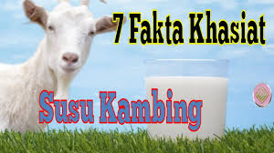 Agustus 13, 2017agustus 13, 20171 views. 7 Fakta Keajaiban Khasiat Susu Kambing Youtube
