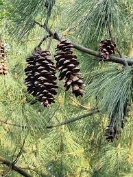 Image result for Pinus