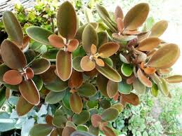 Pin On Kalanchoe