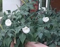 Image result for Datura