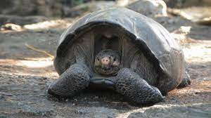 The galápagos tortoise complex or galápagos giant tortoise complex (chelonoidis nigra and related species) are the largest living species of tortoise. Extinct Galapagos Tortoise Believed To Be Found Cnn Video
