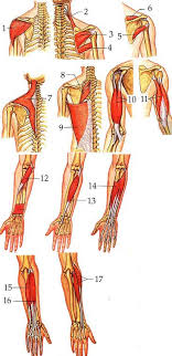 There are also a handful of other muscles that support these main four. Important Facts About Biceps And Triceps
