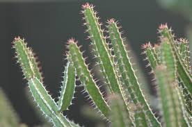Image result for Euphorbia griseola