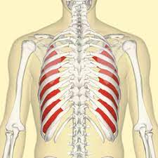 Discover the muscle anatomy of every muscle group in the human body. Innermost Intercostal Muscle Wikipedia