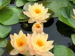 We did not find results for: 08 N Mangkala Ubol One Of Favorite Peach All Ship In Spring 2021 Bergen Water Gardens Lotus Paradise
