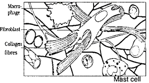 Maybe you would like to learn more about one of these? Draw A Labelled Diagram Of Areolar Connective Tissue Sarthaks Econnect Largest Online Education Community