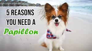 We are offering a solution to the orphan crisis in haiti by providing training and sustainable jobs for parents in need. Top 5 Reasons You Need A Papillon Dog Percy The Papillon Dog Youtube