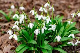 Little white flowers early spring. 25 Of The Best Early Spring Blooming Flowers Gardener S Path