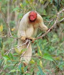 Bald Uakari White Bald Headed Uakari Rare Albino Animals Albino Animals Animals