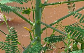 Image result for Sesbania sericea