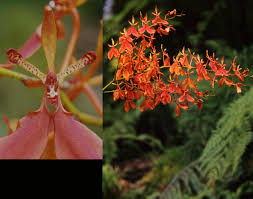 Image result for Zeuxine elongata