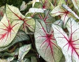Maybe you would like to learn more about one of these? Red Ruffles In The Garden With Maria