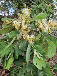 Image result for Maranthes