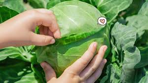 Maybe you would like to learn more about one of these? 5 Manfaat Daun Kubis Untuk Kesehatan Dan Cara Menggunakannya Orami