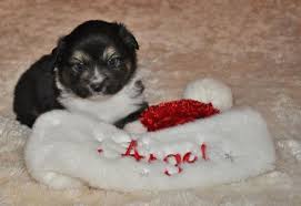 Good to go feb 20. Black Tri Mini And Toy Australian Shepherd Puppies Ready To Go For Sale In Houston Texas Classified Americanlisted Com