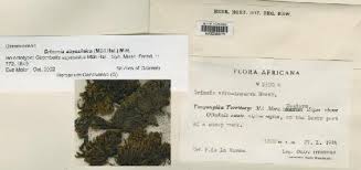 Image result for Dielsiothamnus divaricatus