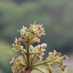 Image result for Zanha africana